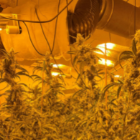 Cannabis plants