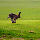 Hare running in a field