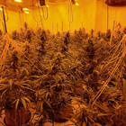 Room of cannabis plants