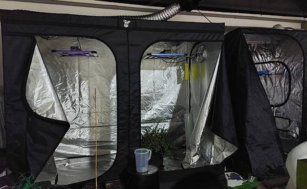 Cannabis cultivation