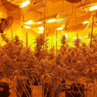 Room full of cannabis plants