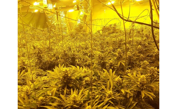Cannabis factory
