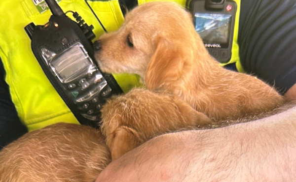 Recovered puppies from an address in Little Billington, Leighton Buzzard