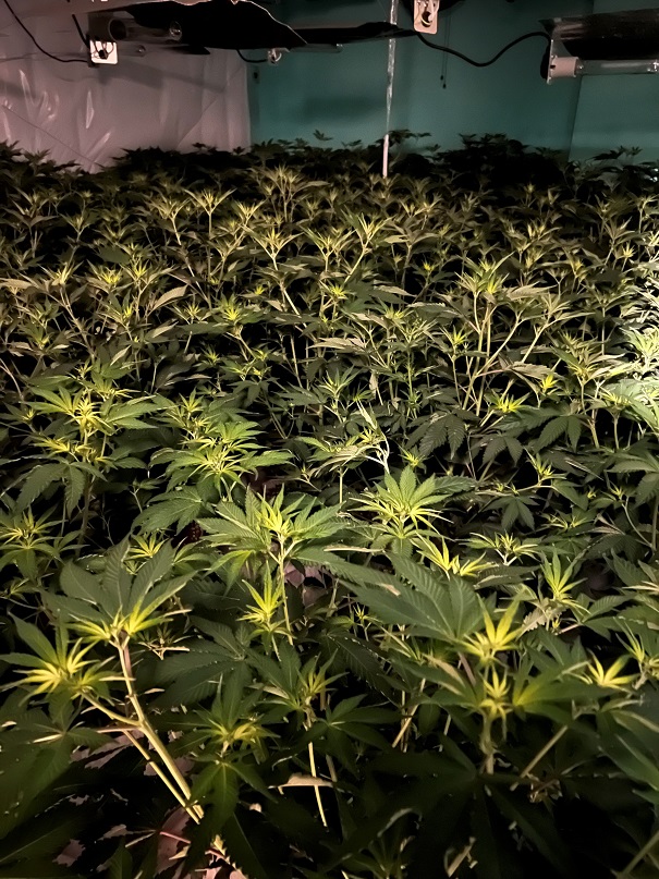 A cannabis factory that was discovered by police working on Operation Lightroom