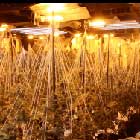 Police uncover large-scale cannabis factory in Bedford nightclub