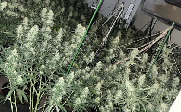 Cannabis