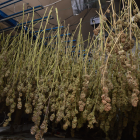 Cannabis factory