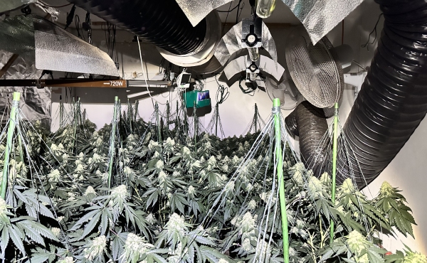 Cannabis factory